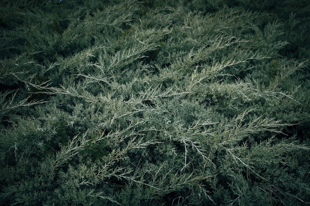 a close up of a tree with lots of branches