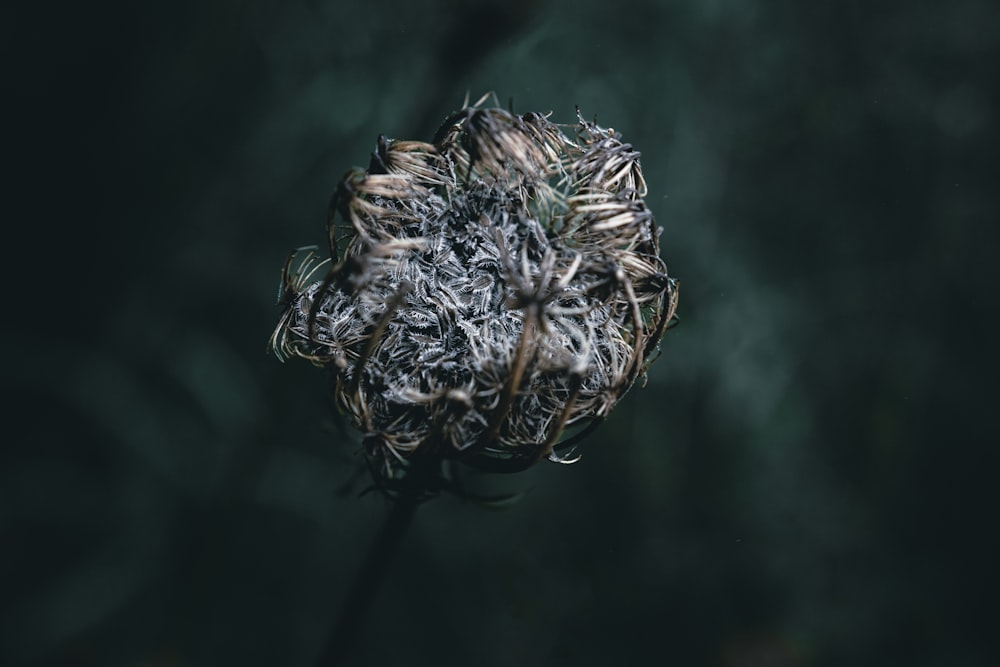 a close up of a dead flower on a dark background