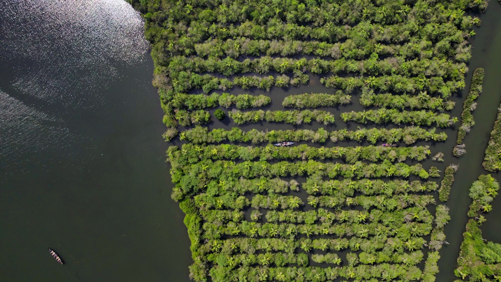 an aerial view of a river surrounded by trees