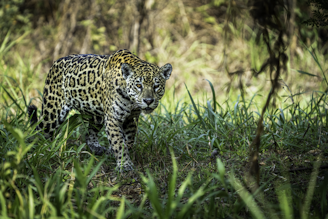 a large leopard walking through a lush green forest