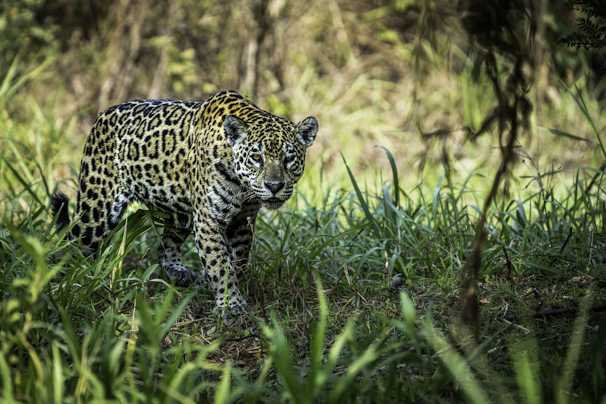a large leopard walking through a lush green forest