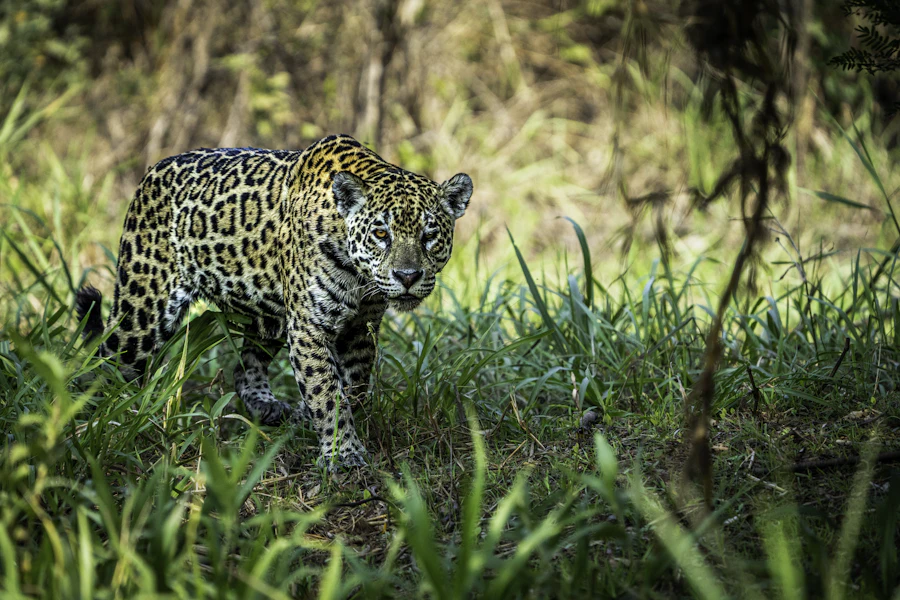 The Pantanal: jaguars and the Transpantaneira