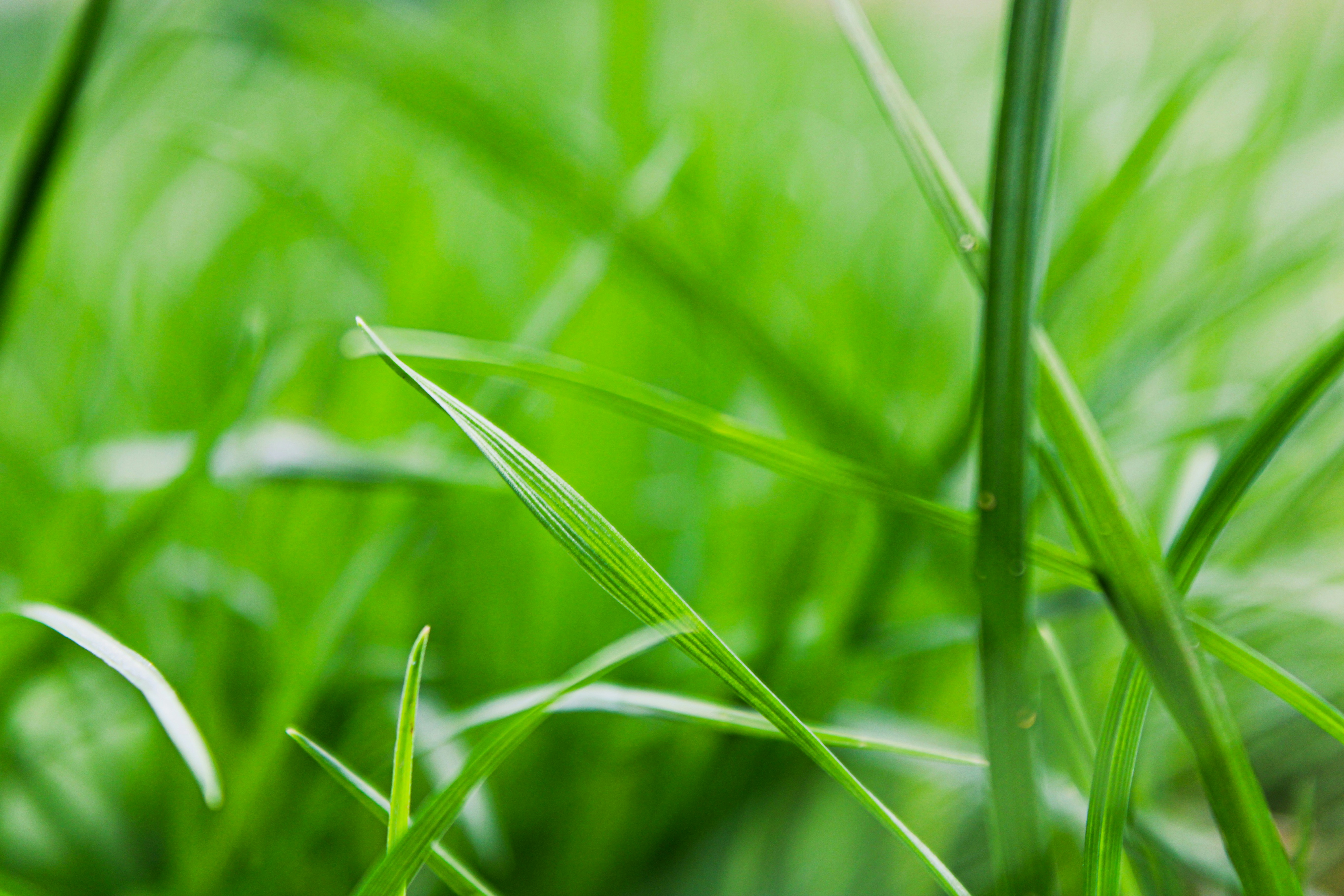 Photo by slenderamigo