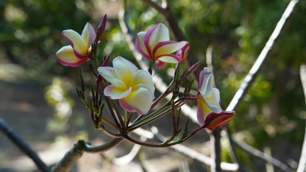 ein Blumenstrauß, der auf einem Baum ist