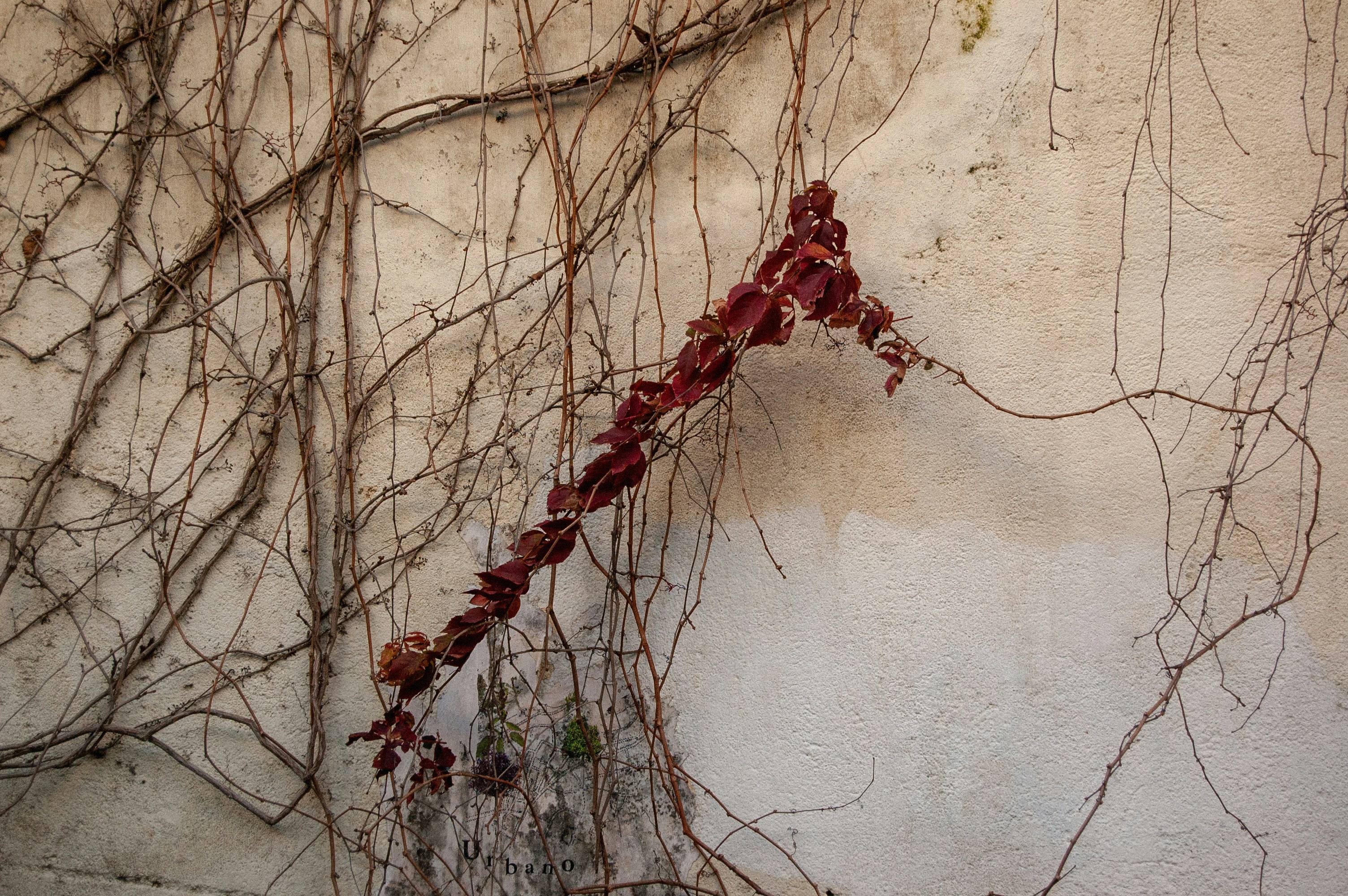 Photo by shoku_shoku