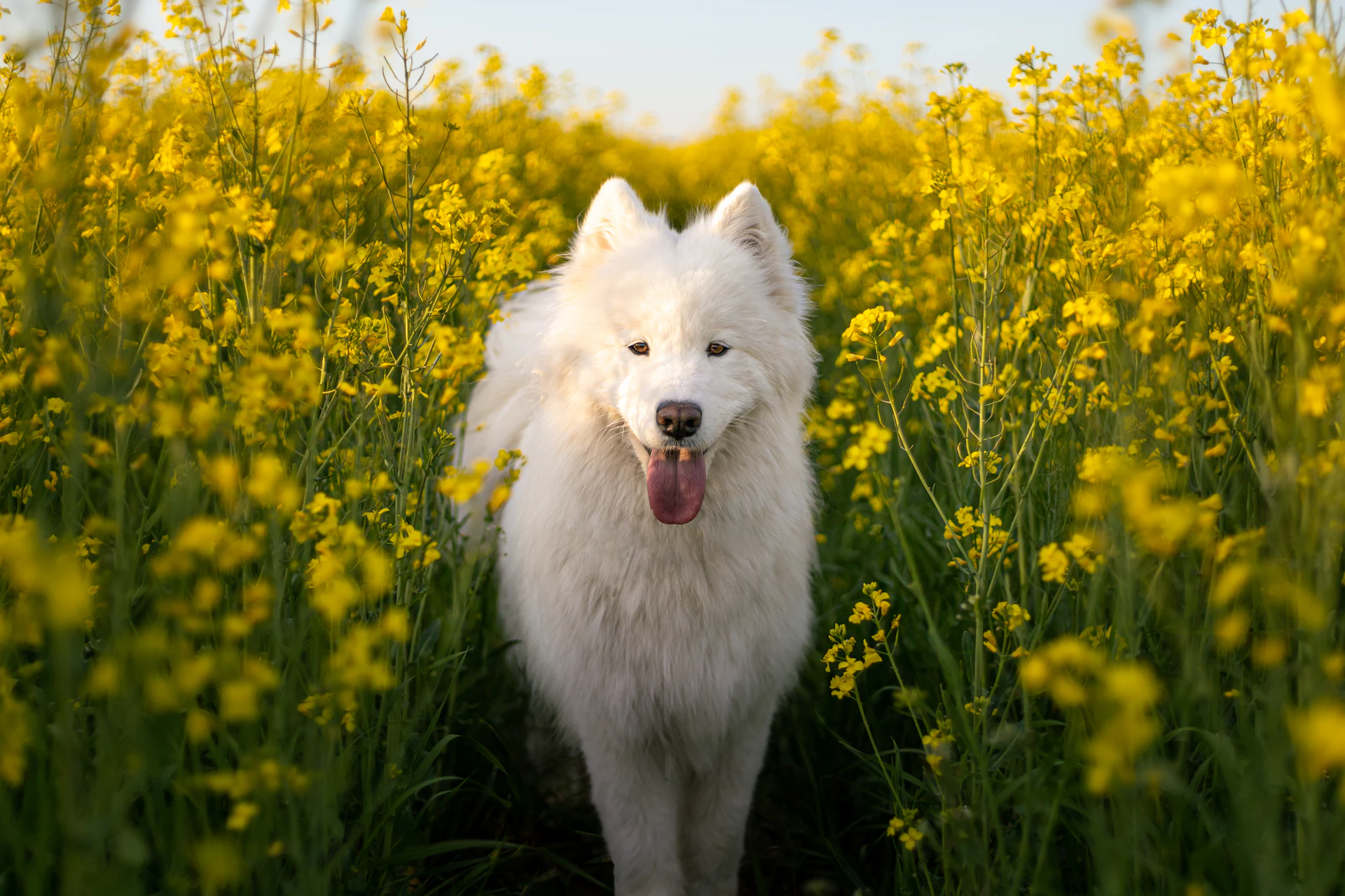 A Samoyed