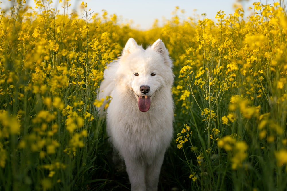 a white dog standing in a field of yellow flowers