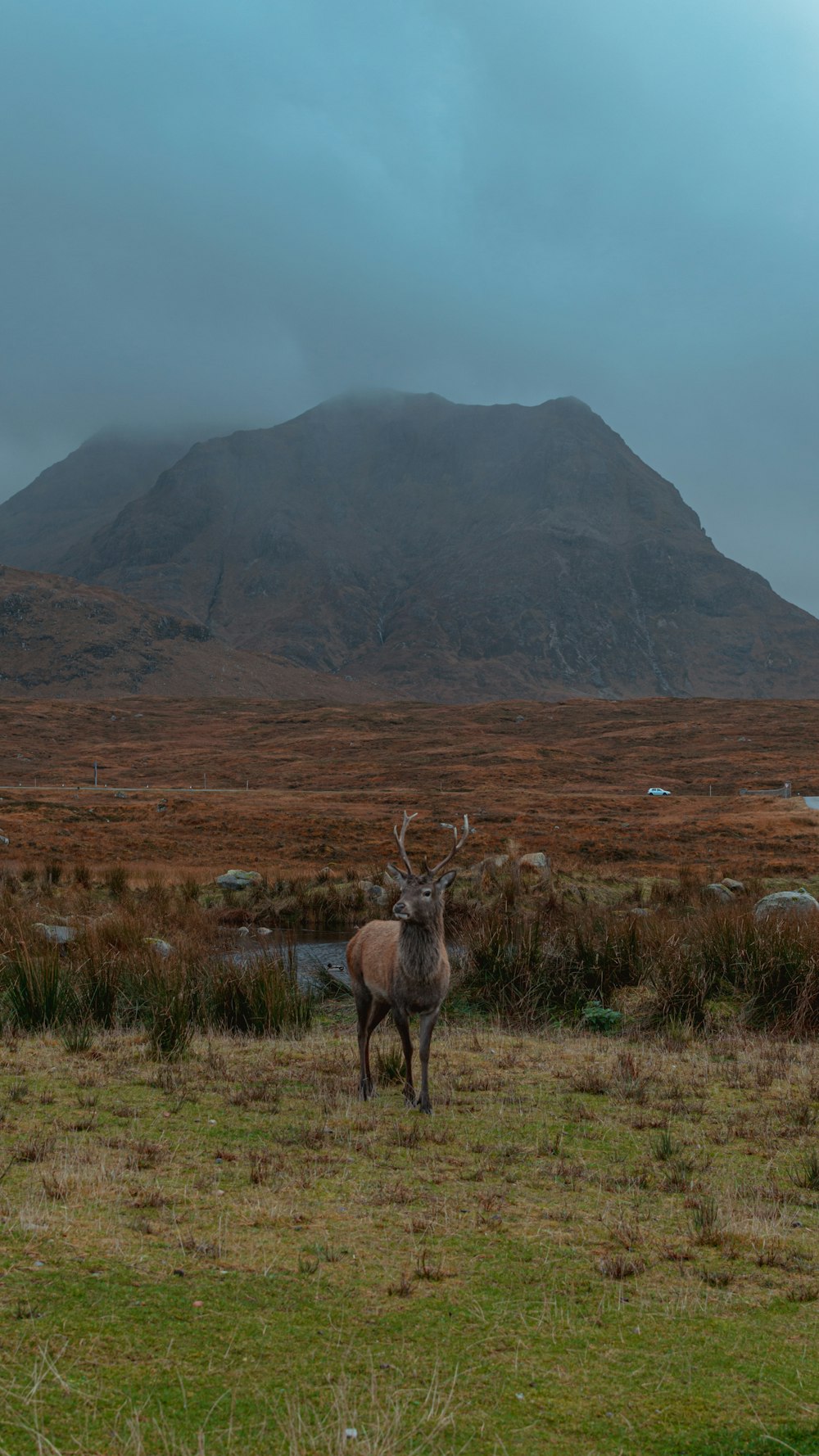 a deer standing in a field with a mountain in the background