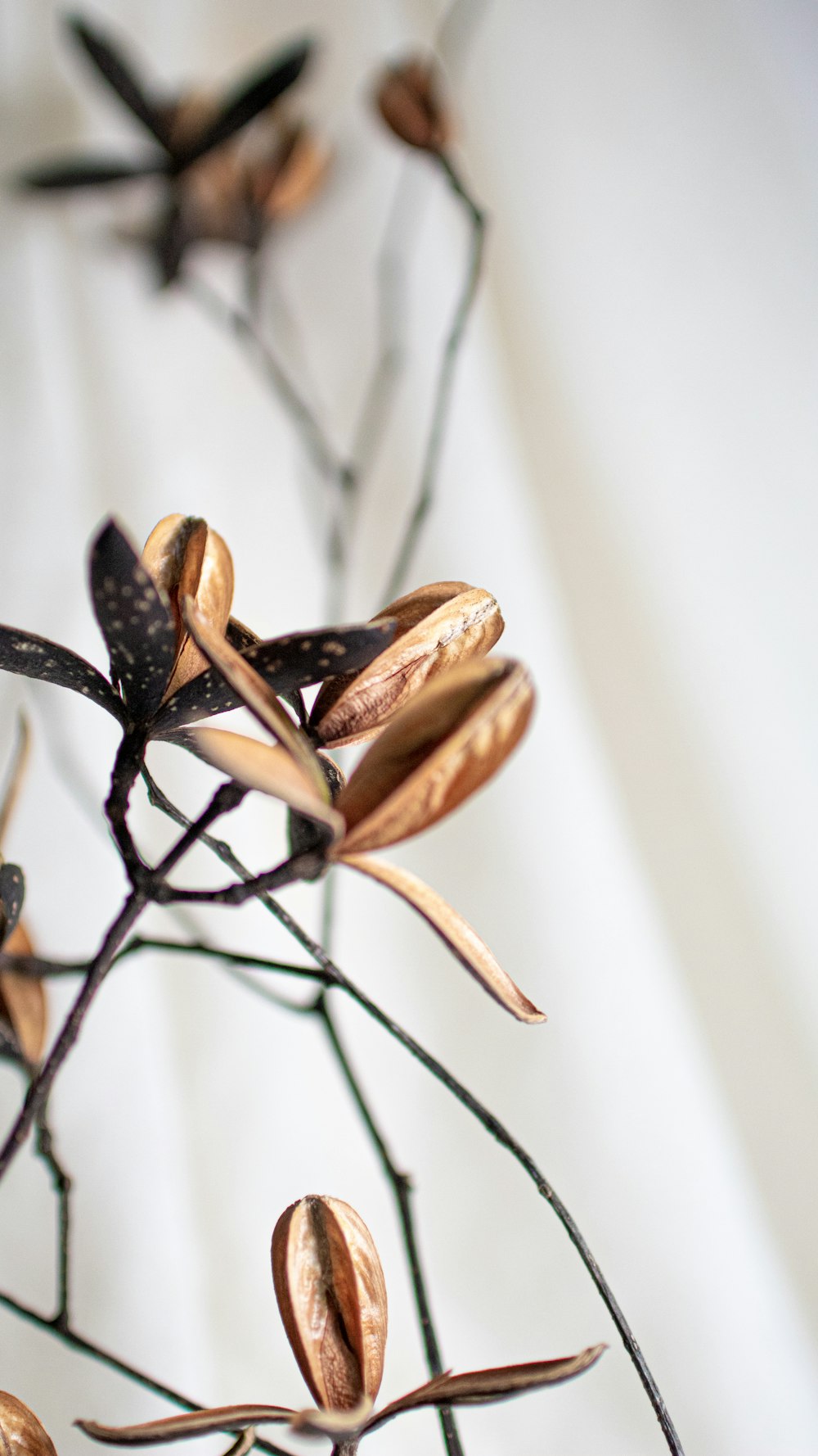 a close up of a plant with leaves on it