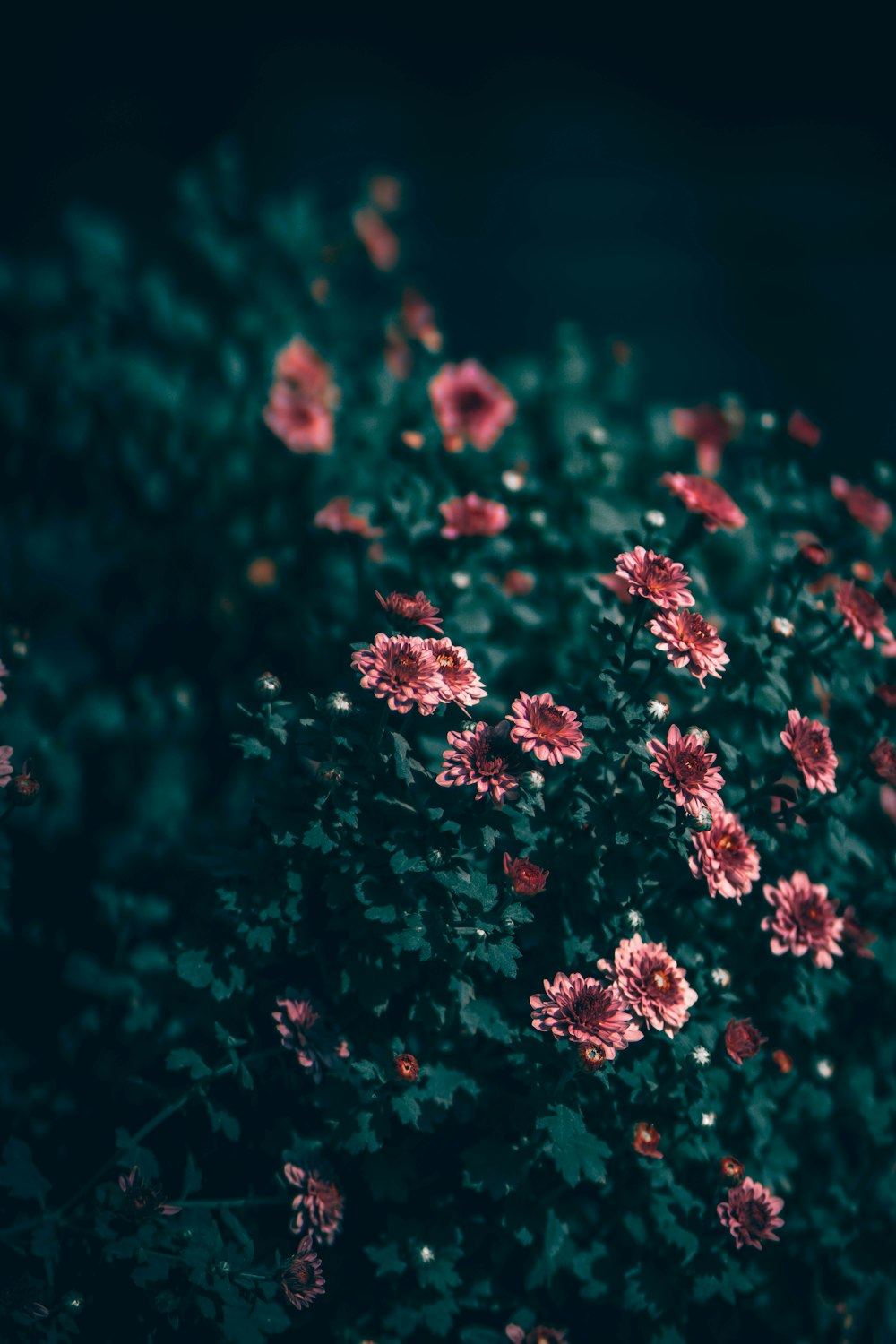 a bunch of flowers that are in the grass