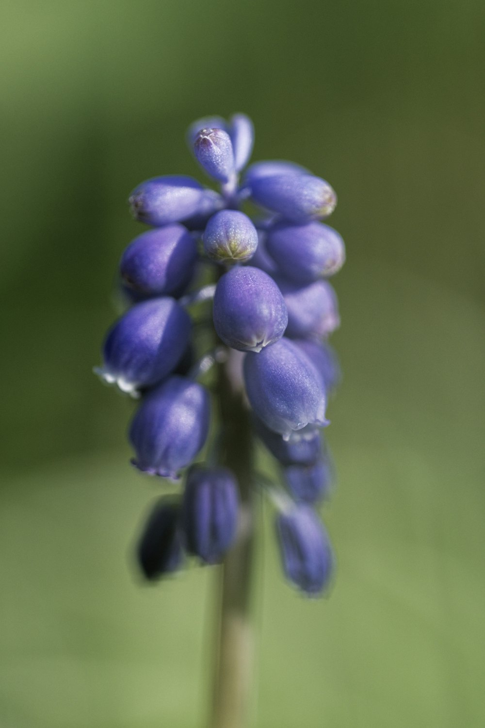 a close up of a purple flower on a stem