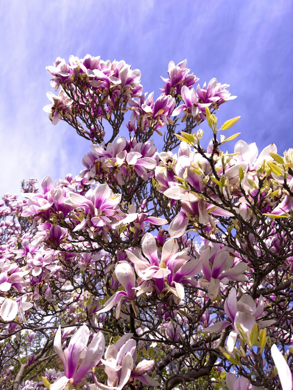 a tree filled with lots of purple and white flowers