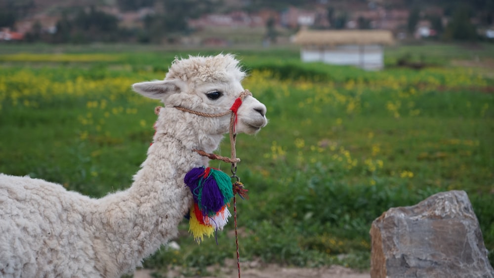 a white llama with a multicolored tag on its neck