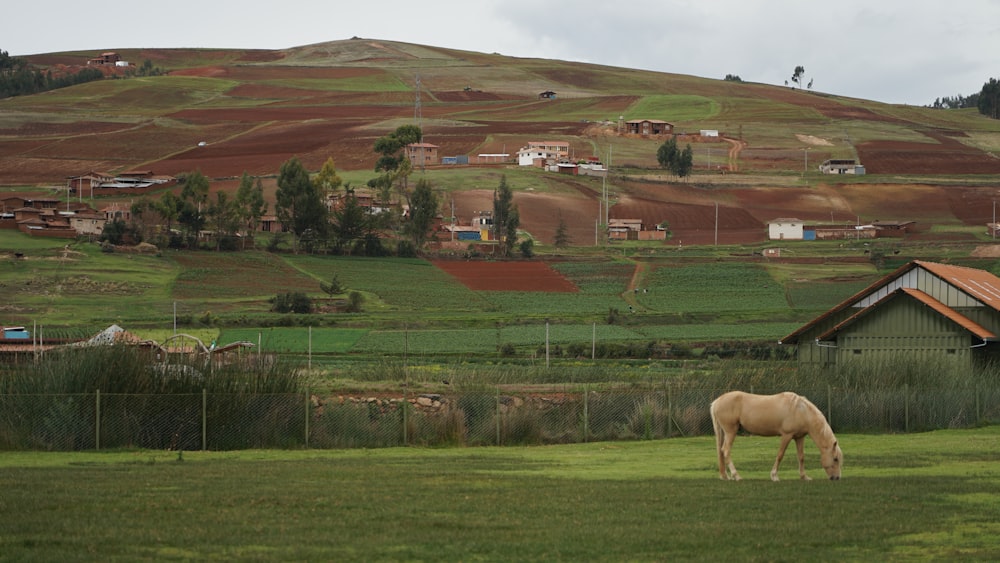 a horse grazes in a field near a farm