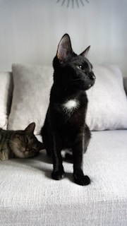 A black cat with a small white patch on its chest is sitting upright on a light-colored sofa. A second cat, with tabby markings, is lying down, resting its head on the sofa with eyes closed. The background is a soft, neutral wall with a portion of a decorative object visible at the top.