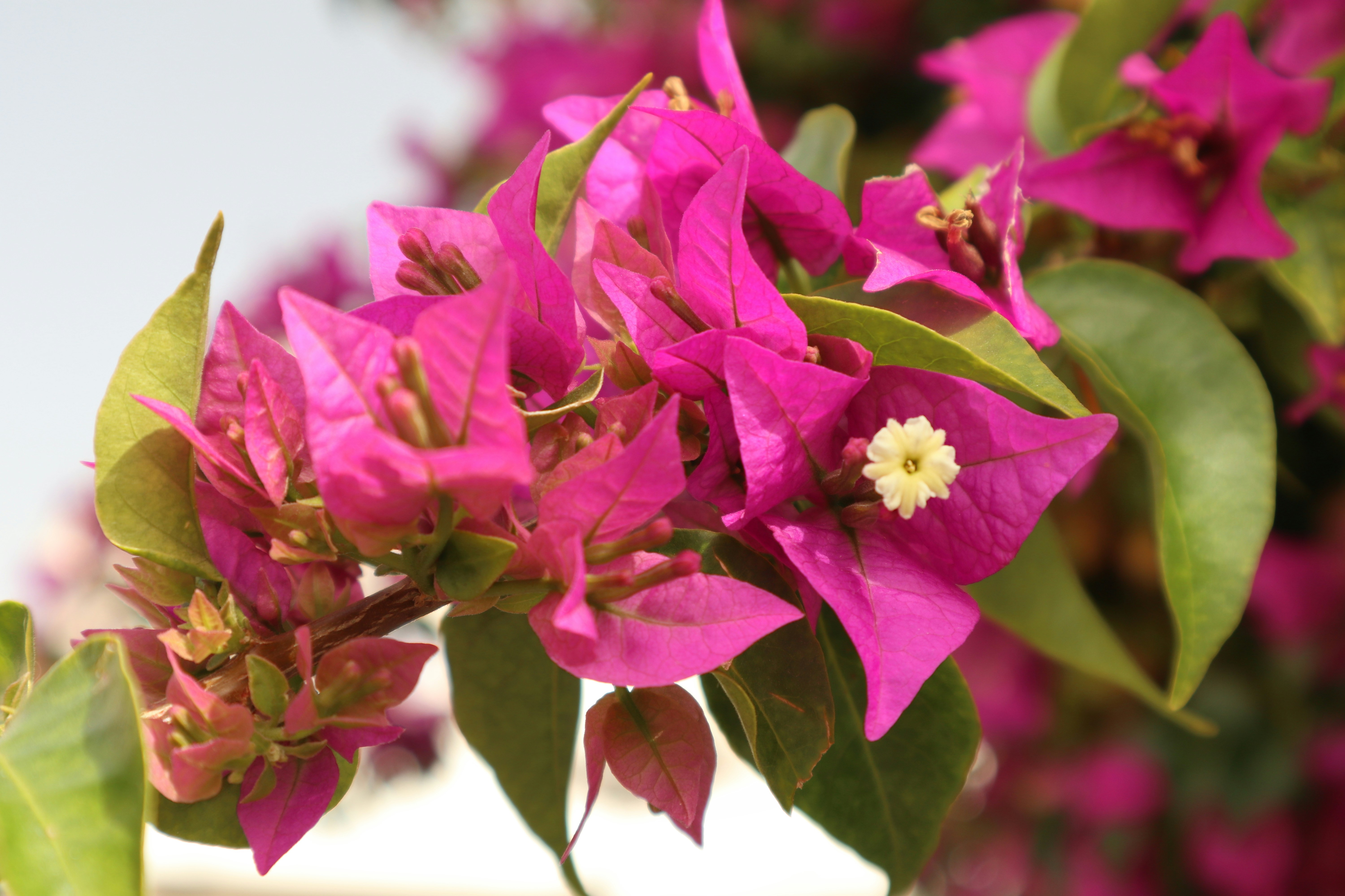 a close up of a bunch of pink flowers
