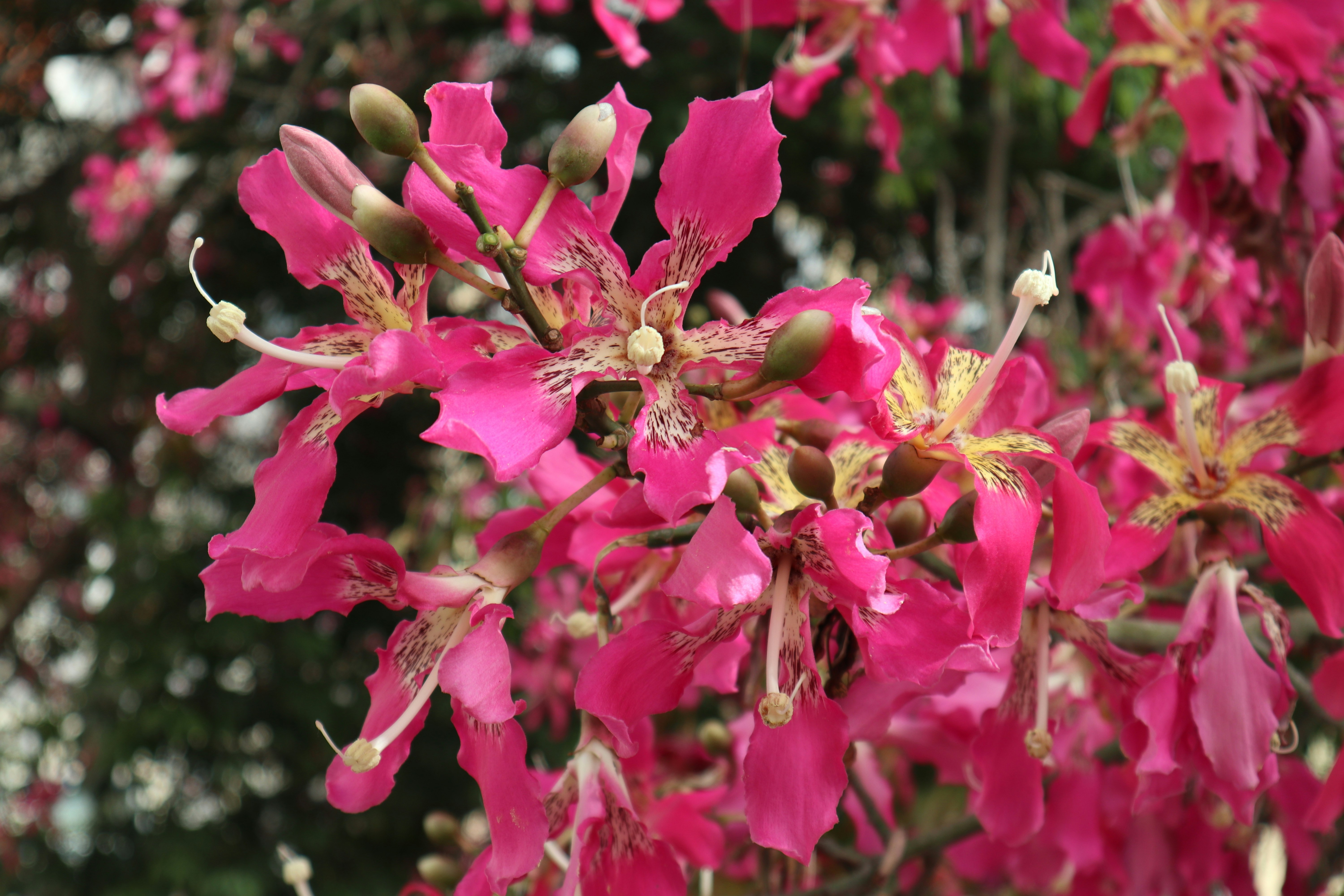 a bunch of pink flowers that are blooming