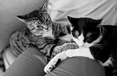 A candid photo of Biscuit and Benny lounging together, one stretching while the other watches curiously.