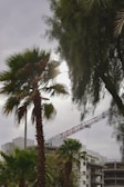 A construction site with a partially built modern building is seen in the background, accompanied by a tall red crane. In the foreground, several palm trees are visible with a cloudy sky overhead.
