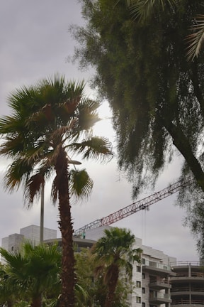 A construction site with a partially built modern building is seen in the background, accompanied by a tall red crane. In the foreground, several palm trees are visible with a cloudy sky overhead.