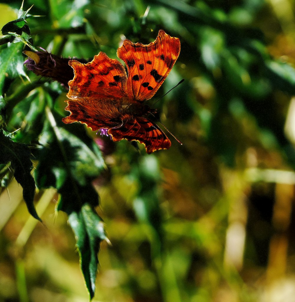 a close up of a butterfly on a plant