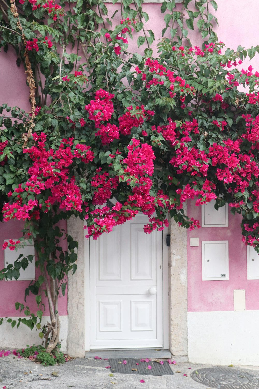 a pink house with pink flowers growing over it