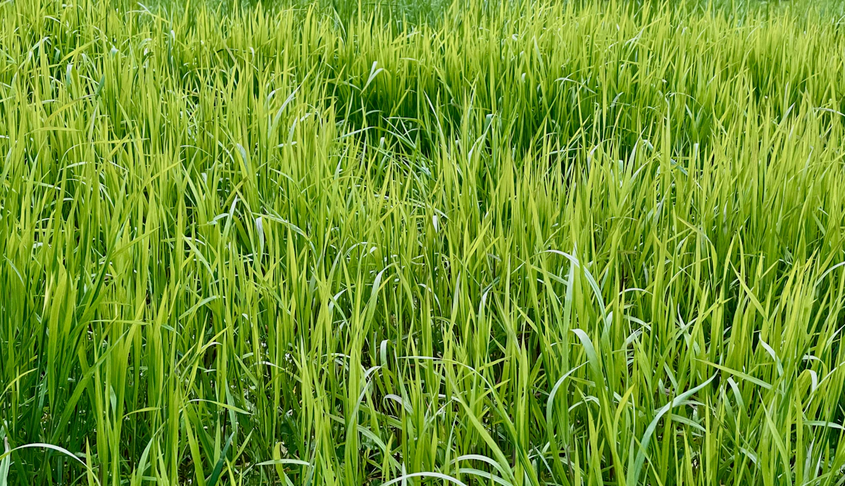 Lemongrass Farming India Essential Oil