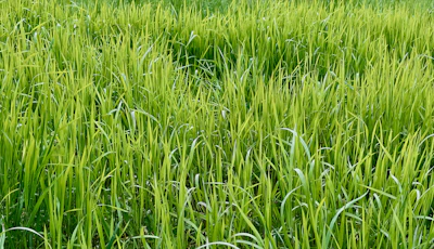Lemongrass Farming India Essential Oil