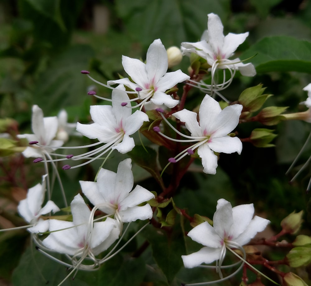 a close up of a bunch of white flowers