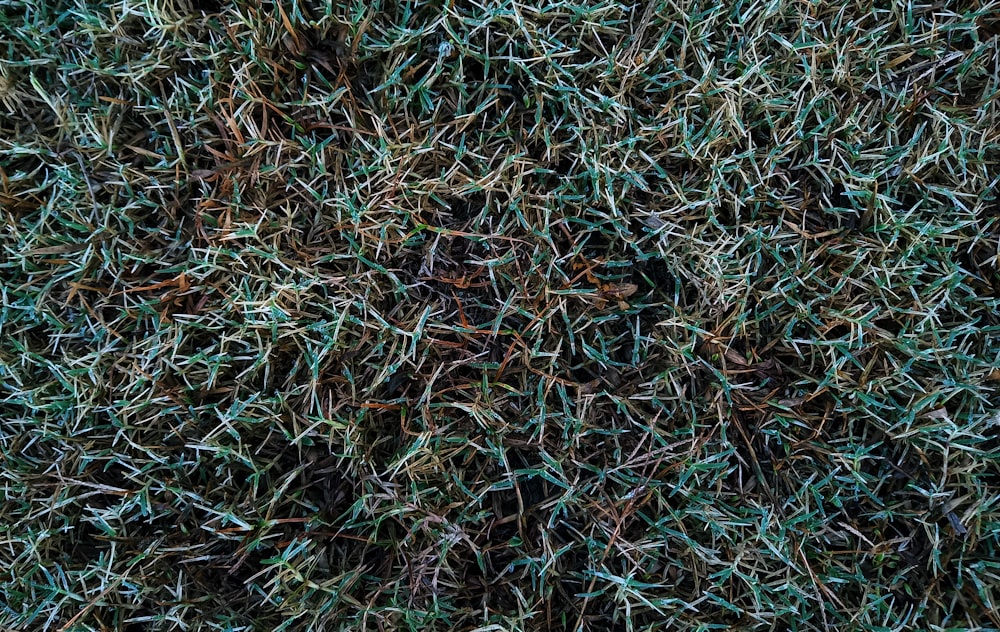a bunch of green grass that is very close to the ground