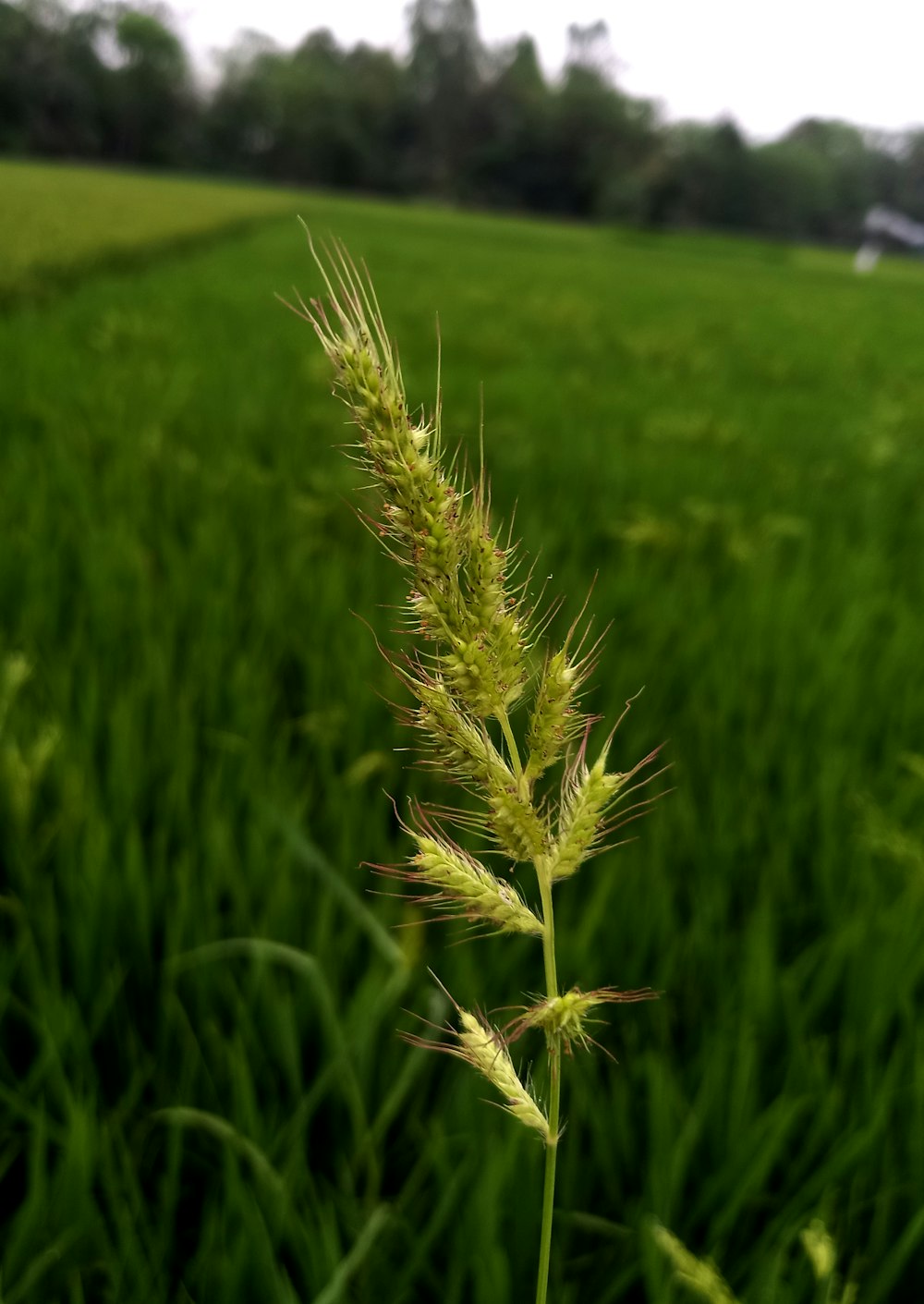 a close up of a plant in a field