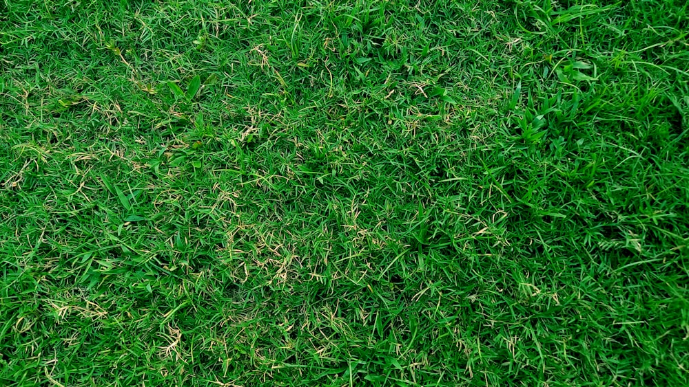 a close up of a green grass field