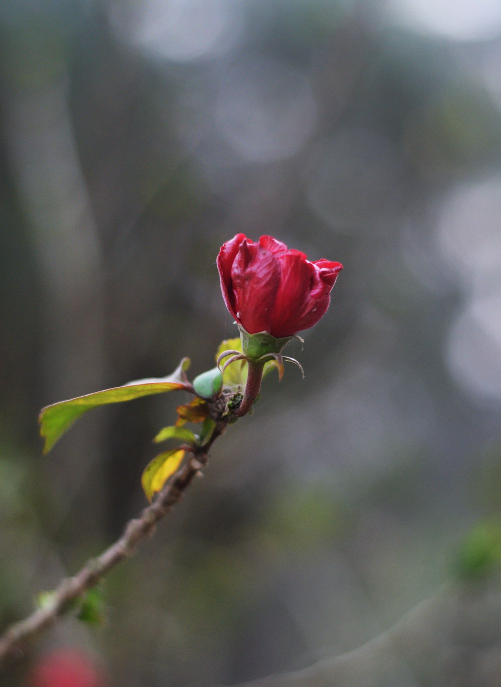 a single red rose bud on a tree branch