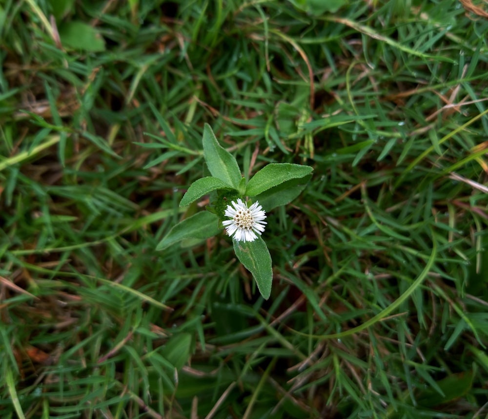 a small white flower sitting on top of a lush green field