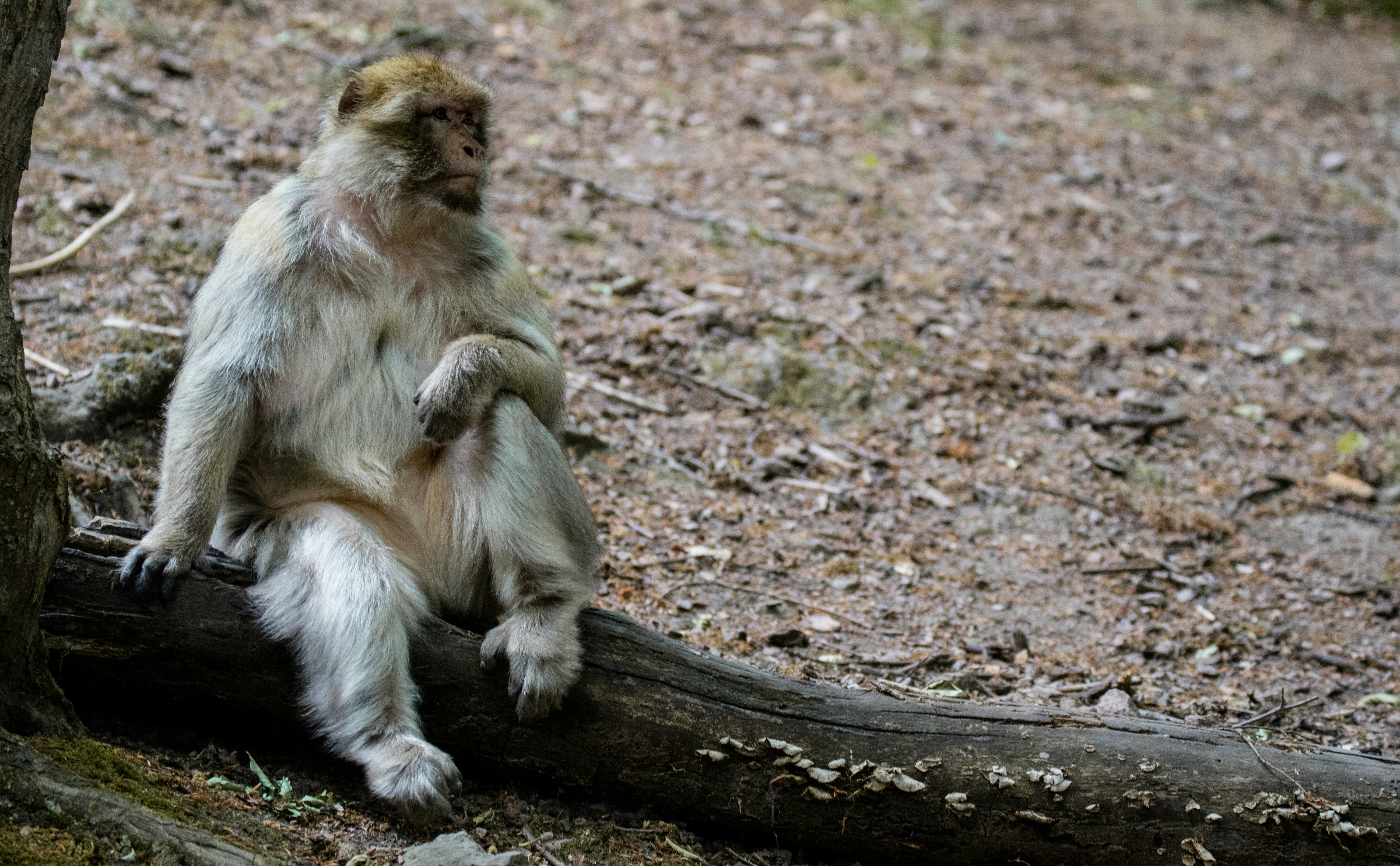Ein Affe, der auf einem Baumstamm im Wald sitzt