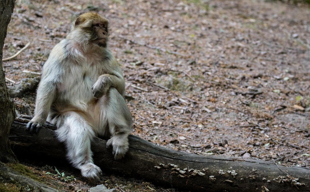 a monkey sitting on a log in the woods