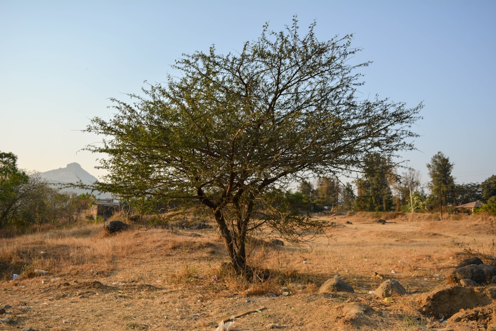 a tree in a field with a mountain in the background