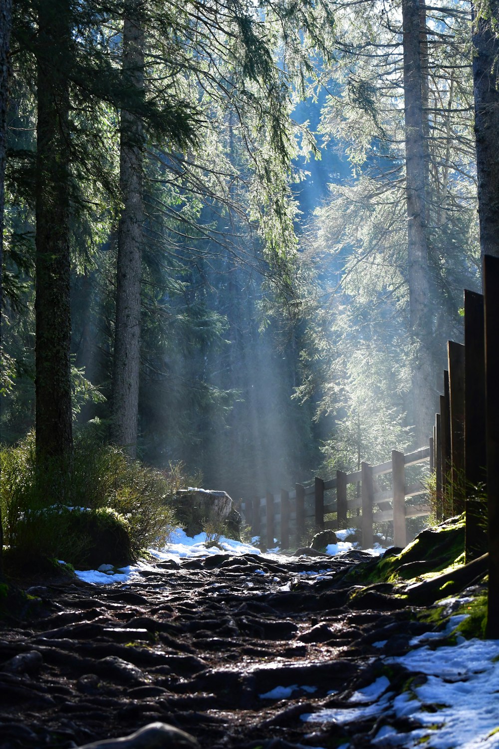 Un chemin à travers une forêt avec de la neige au sol