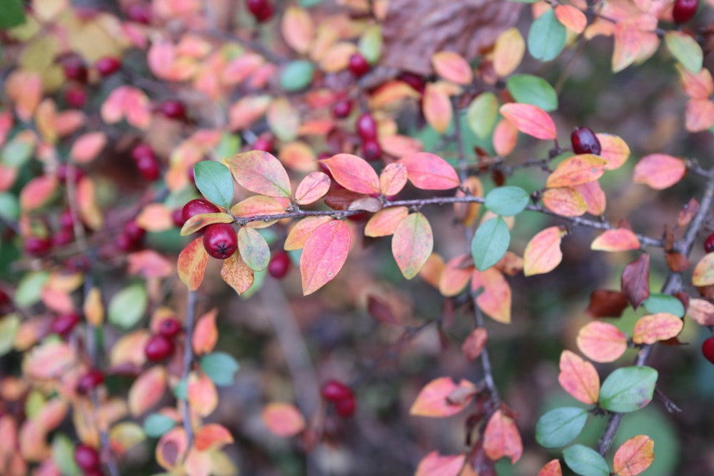 a close up of a plant with red and green leaves