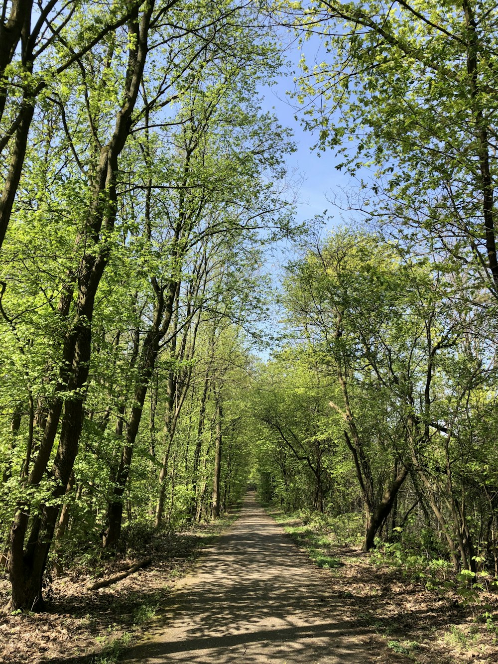 a dirt road surrounded by lots of trees