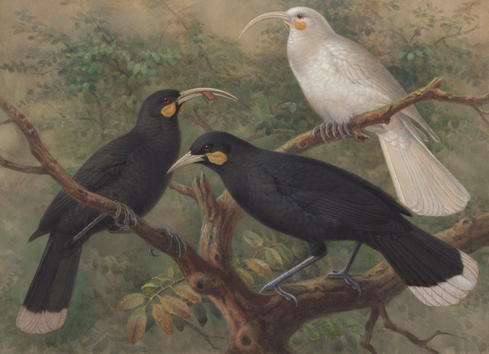 a painting of three birds sitting on a tree branch