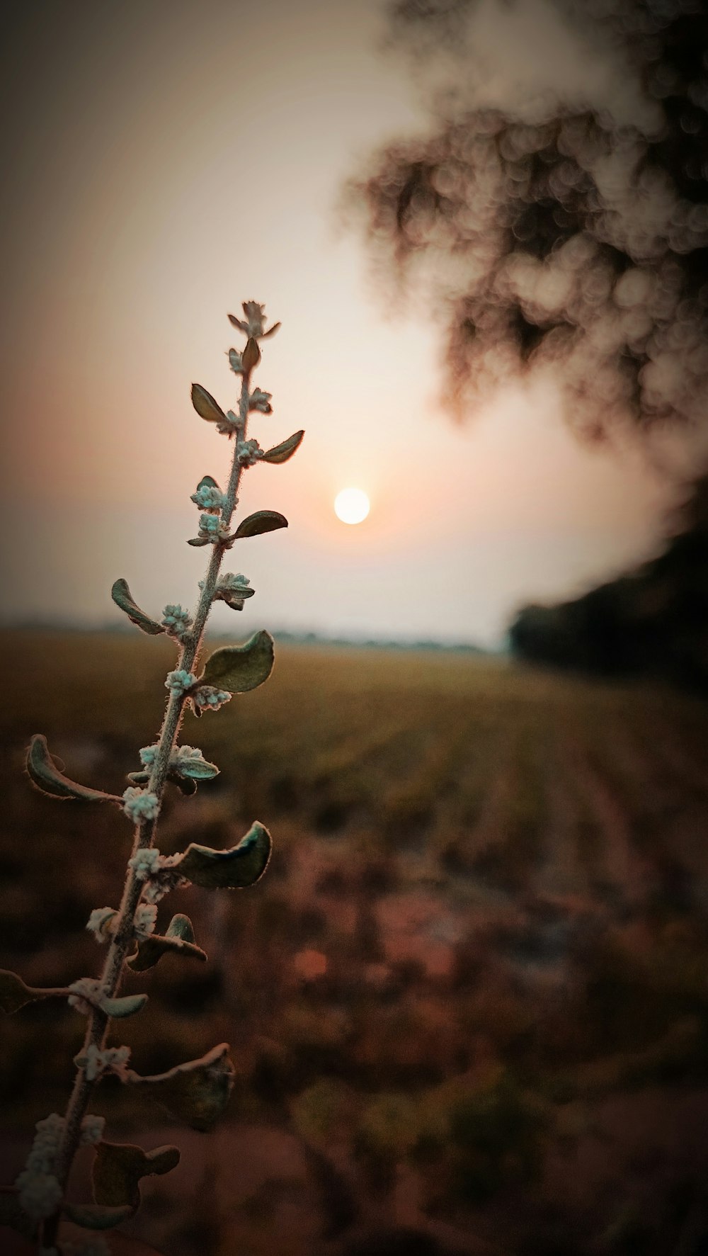 a plant in a field with the sun in the background