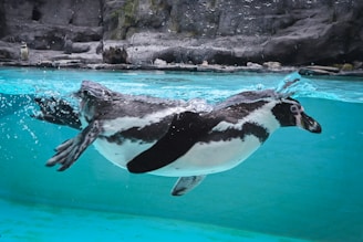 a penguin swimming in a pool of water