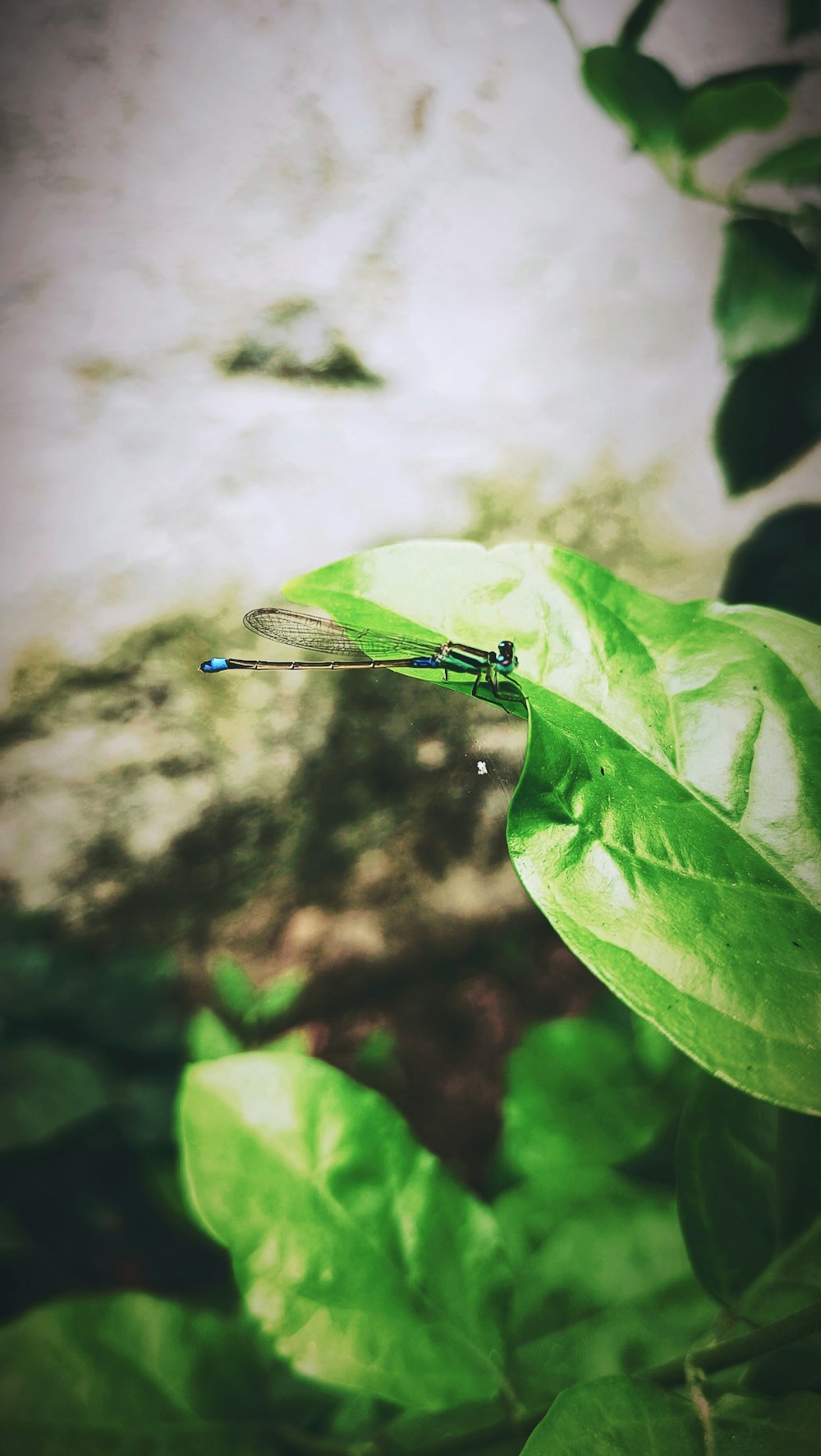 a dragonfly sitting on top of a green leafy plant