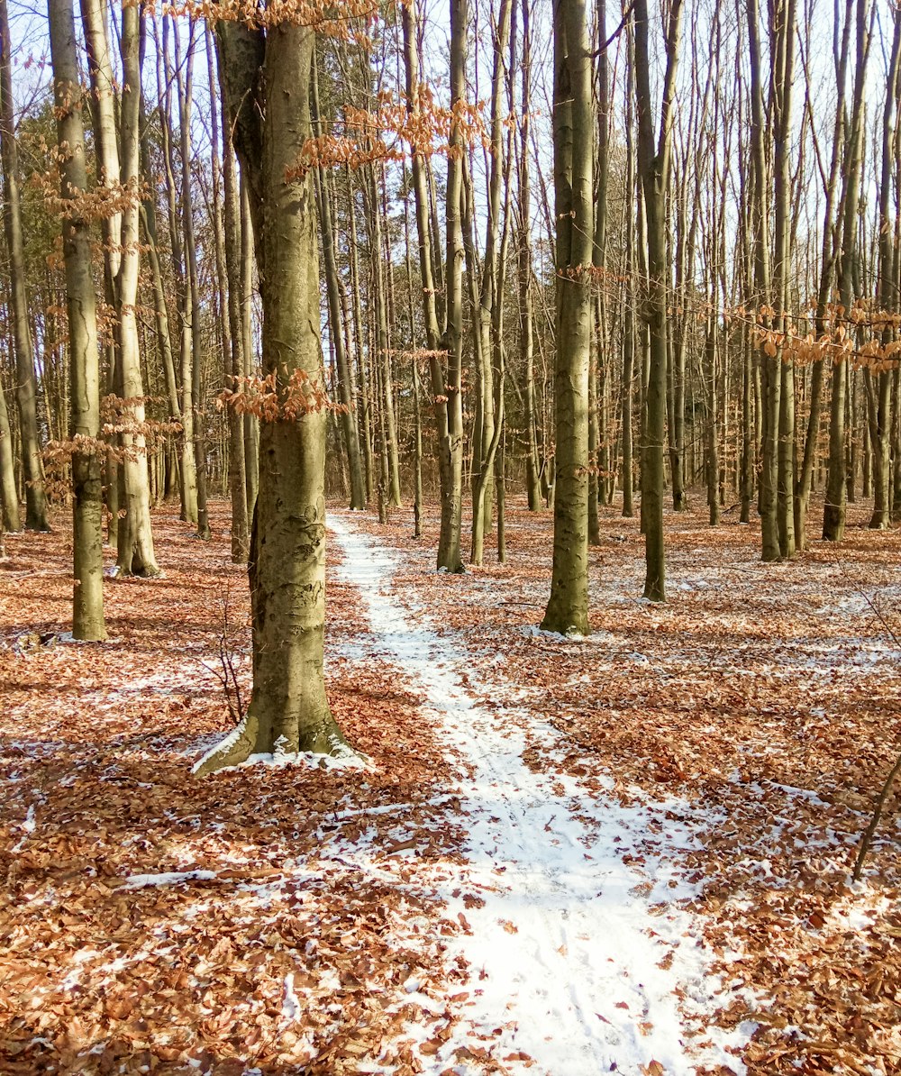 a path in the woods with snow on the ground