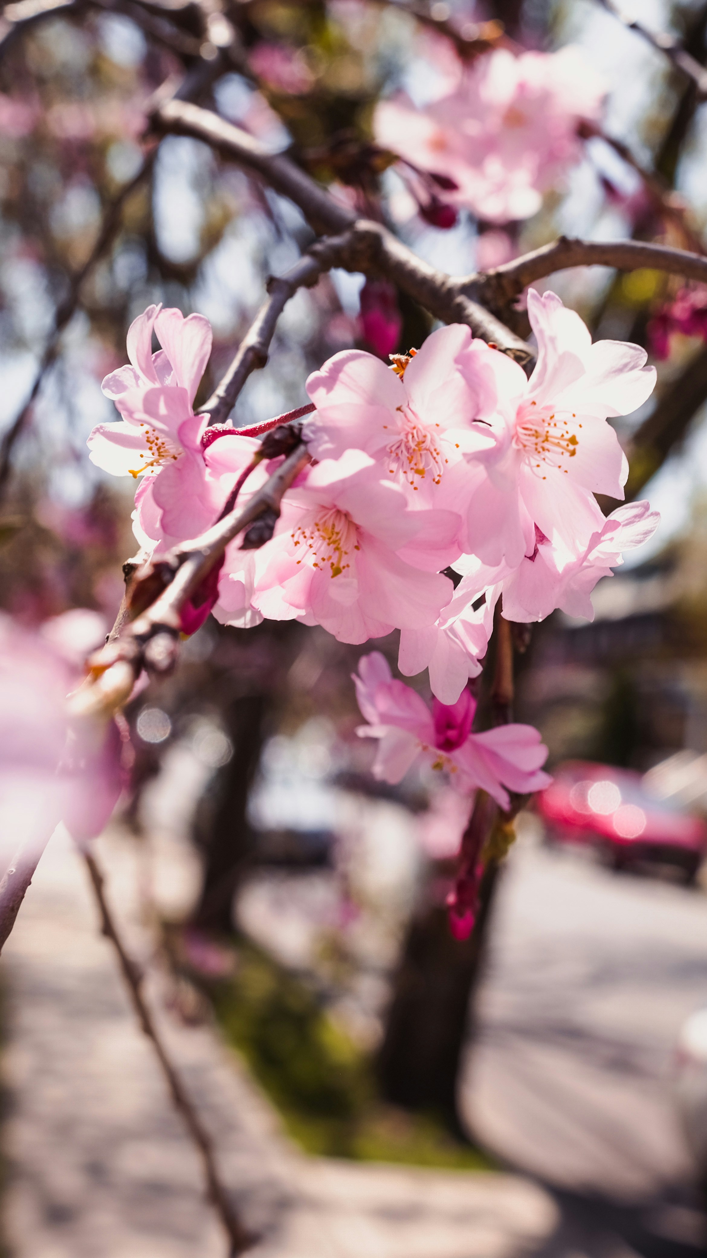 Ein Baum mit vielen rosa Blüten darauf
