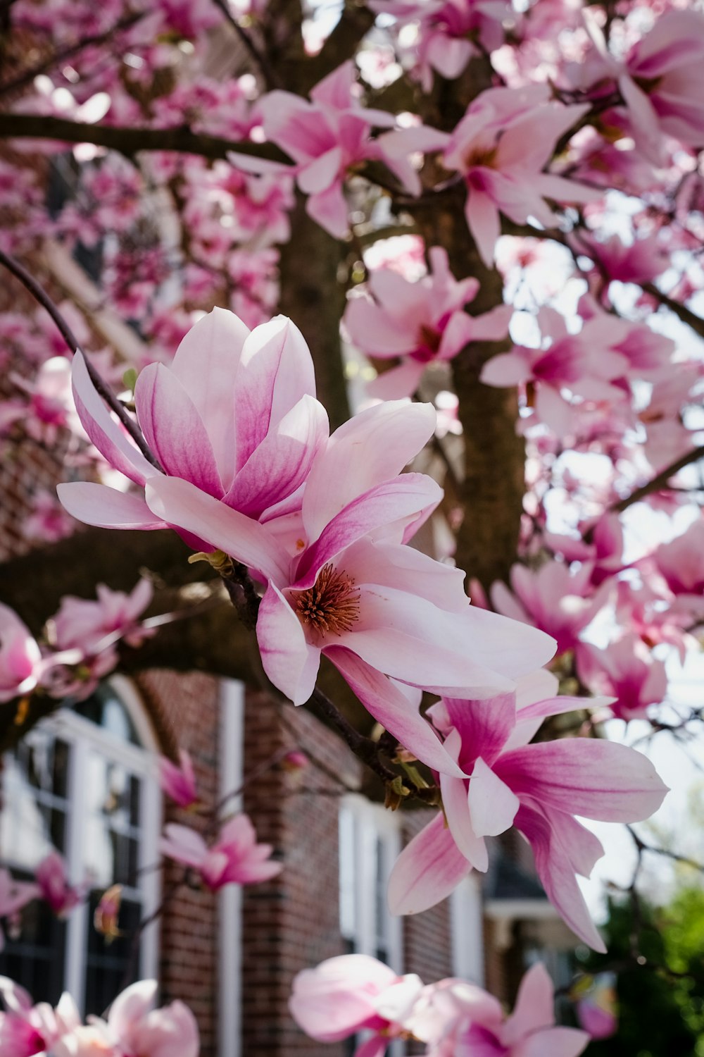 pink flowers blooming on a tree in front of a brick building