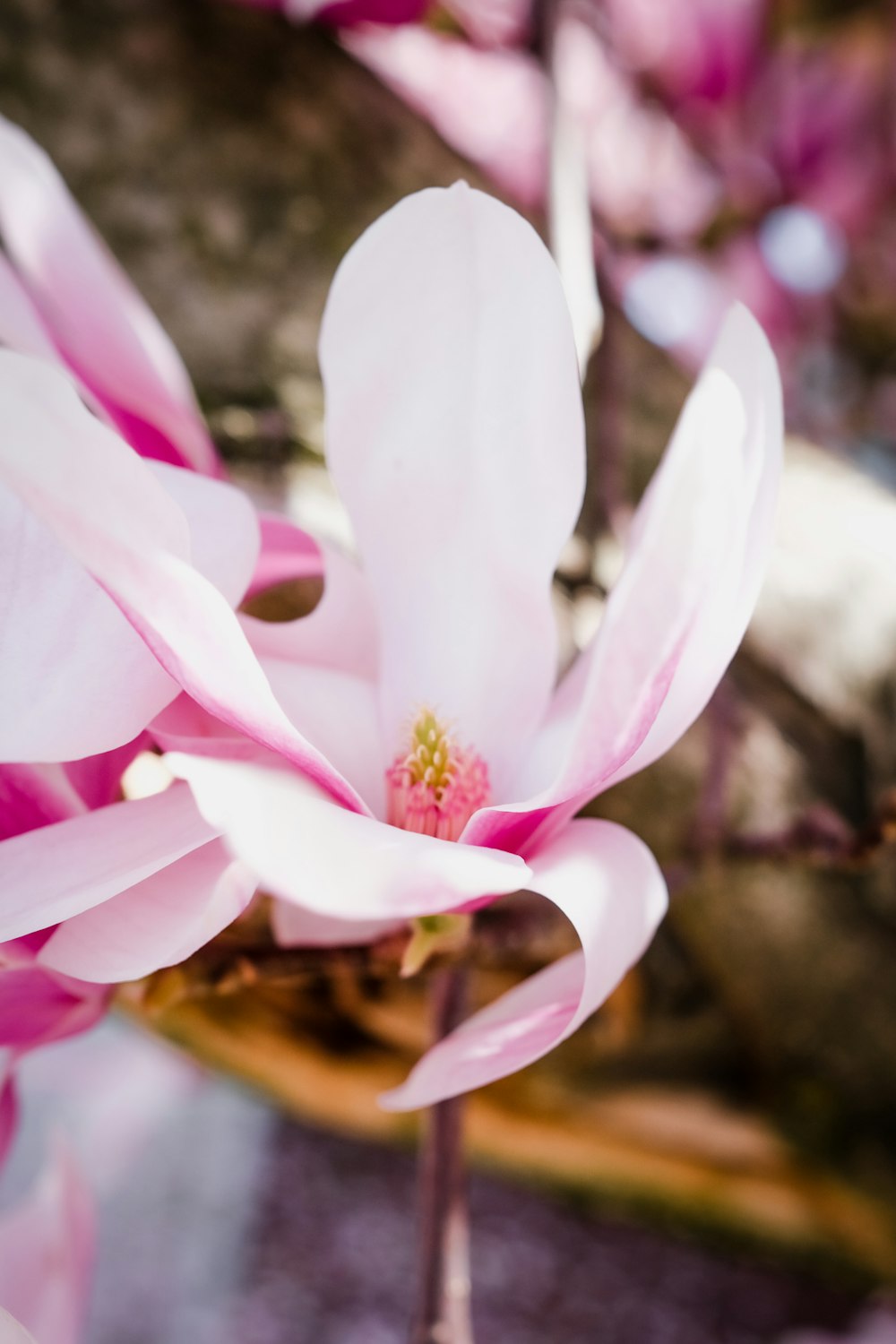 a close up of a pink flower on a tree