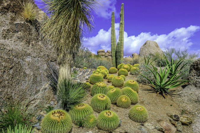 Cactus plants in a gravel bed, the kind of low-water desert landscaping common in newer Las Vegas Valley yards