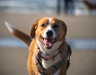 A cheerful dog owner happily using a bright orange mutt wash station at a sunny coastal holiday park.